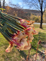 close up of NY grown ginger