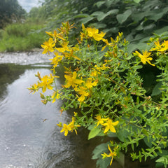 st. johns wort flower 