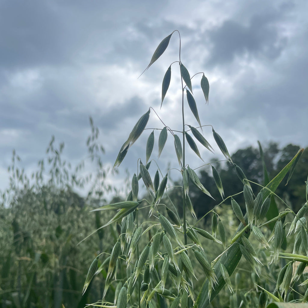 OAT on OAT Elixir