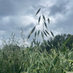 OAT on OAT Elixir