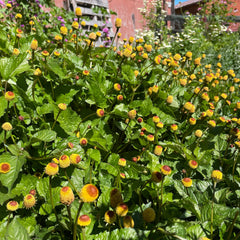 spilanthes flower