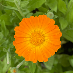 Calendula flower